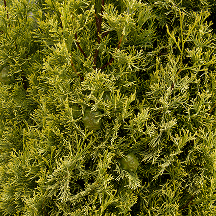 golden cypress foliage