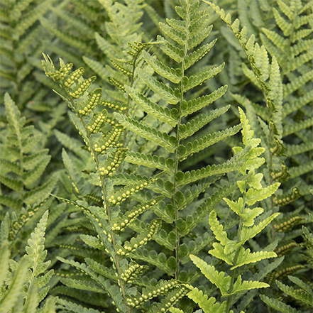 green jurassic t-rex fern