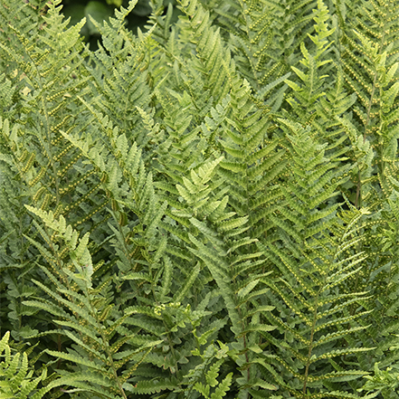 jurassic t rex wood fern