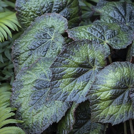 textured dark green and light green leaves