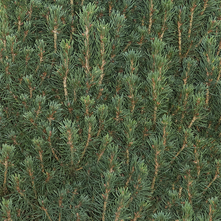 dense branches and needles of tiny tower dwarf alberta spruce