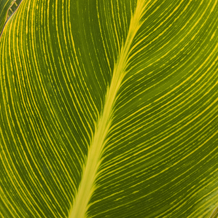 green and gold tropicanna canna foliage