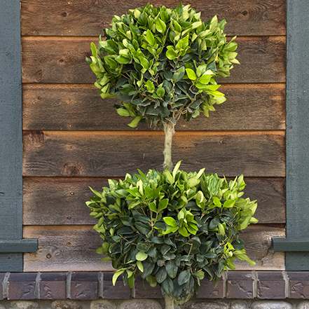 waxleaf privet two ball poodle topiary