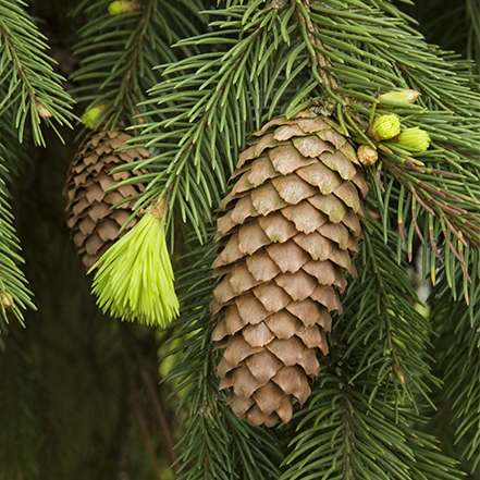 pinecone and green needles of weeping norway spruce