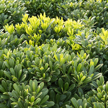 green pittosporum leaves