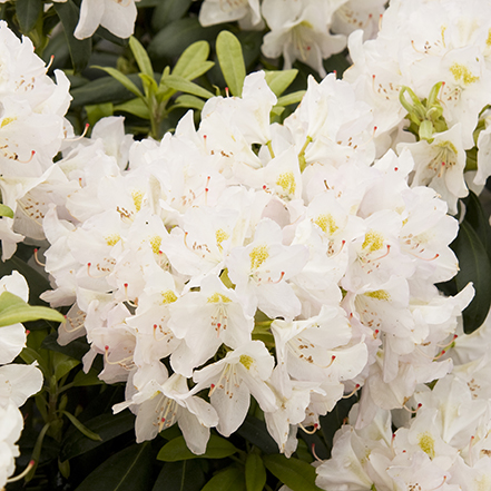 white rhododendron flowers