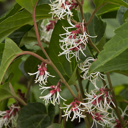 white flowers on green pachysandra