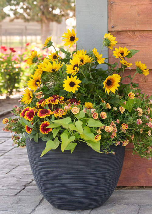 container with yellow and red flowers