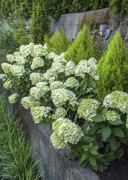 little lime hardy hydrangea in a border with conifers