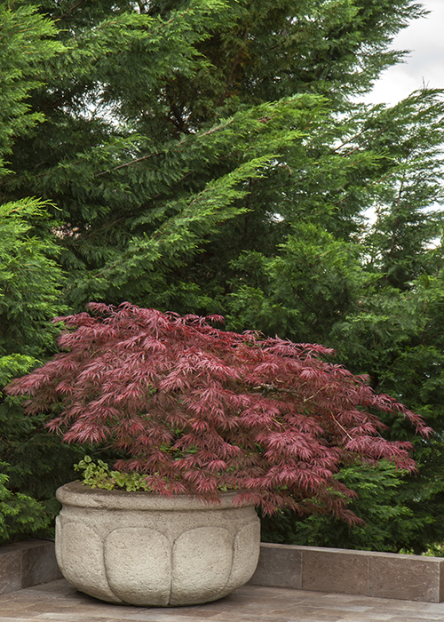 Japanese maple in container