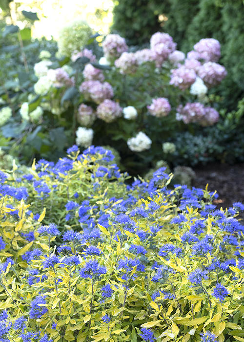 bluebeard is paired with strawberry shake hydrangea for late-summer color