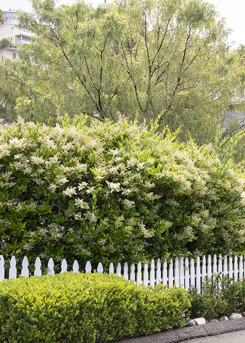 waxleaf privet in an informal hedge over white picket fence