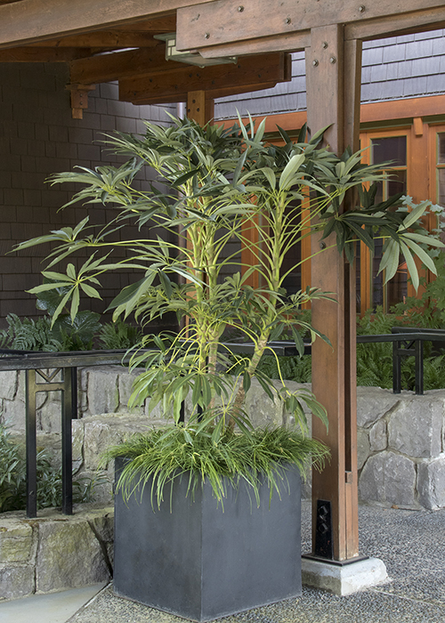 winged phoenix hardy schefflera in large container