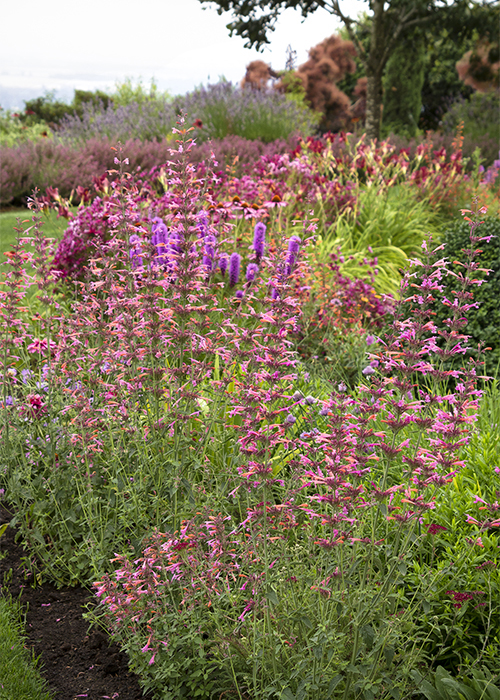 colorful garden border with pollinator plants