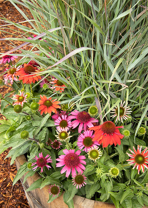 coneflowers and grass in container