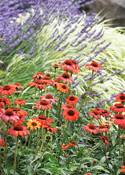 red fiesta coneflowers with russian sage