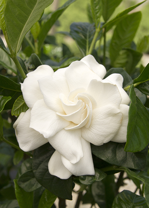 big white gardenia flower