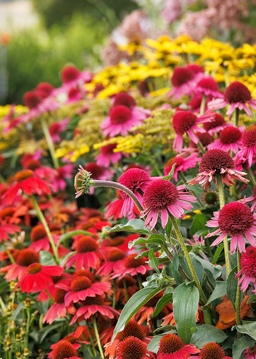 yellow, red, and pink coneflowers