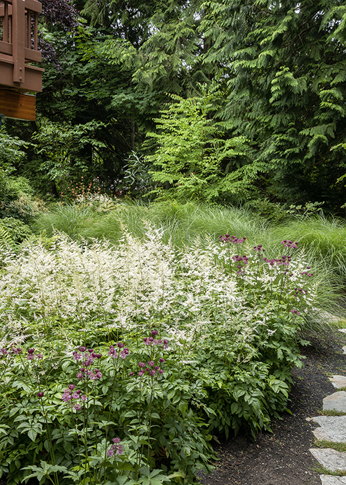 white astilbe flowers in a woodland garden pathway border