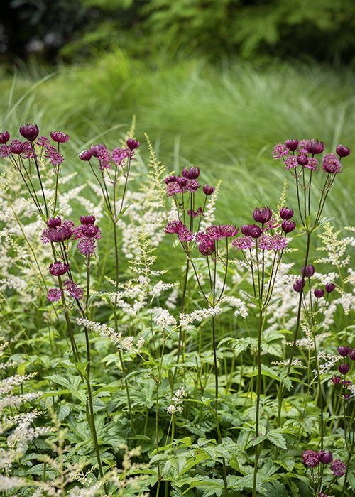 white astillbe flowers with pink masterwort