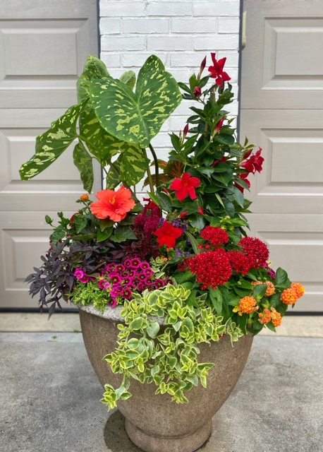 red mandevilla with alocasia and celosia in summer container