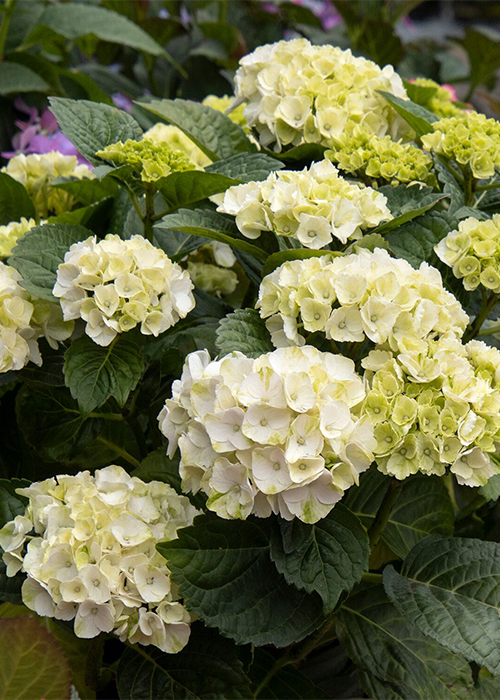 white cape lookout hydrangea flowers