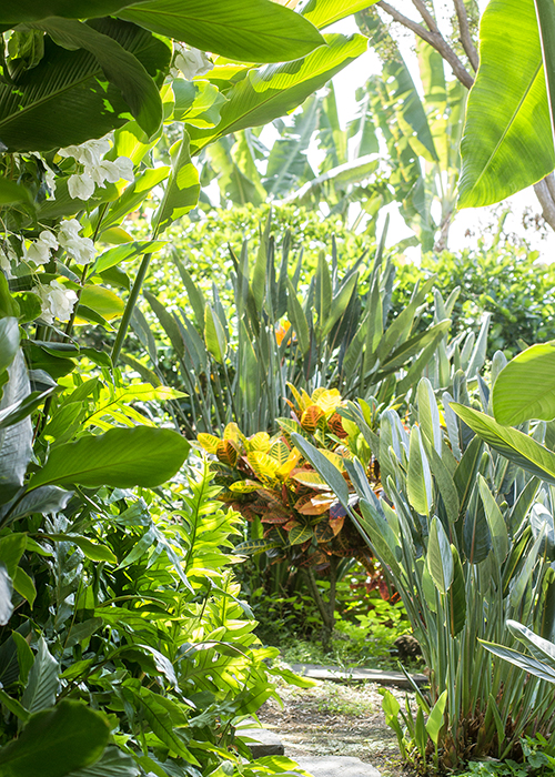 tropical pathway