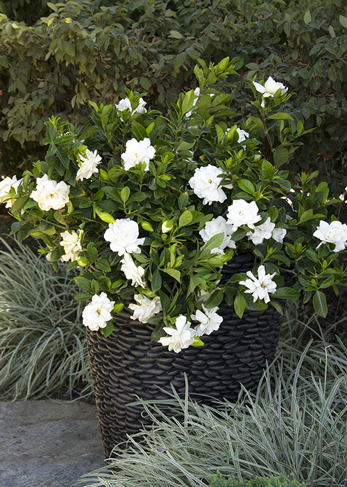 august beauty gardenias in container