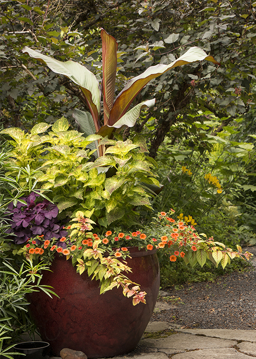 red leaved banana and other tropical plants in a container