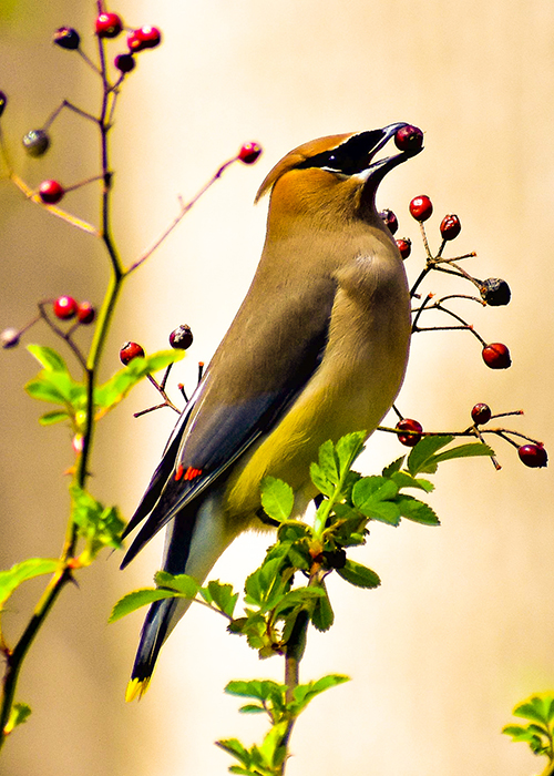 cedar waxwing bird with a berry in its mouth