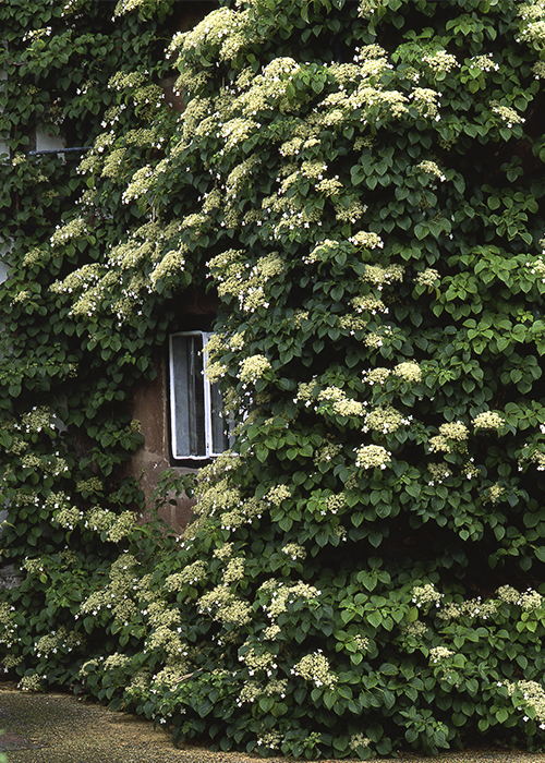 climbing hydrangea on a wall around a window