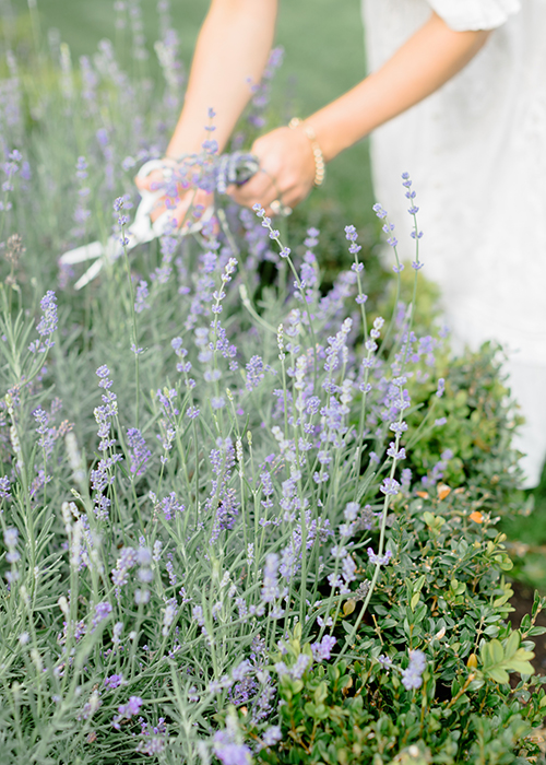 cutting lavender in garden