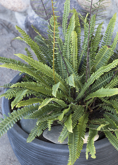 deer fern in container