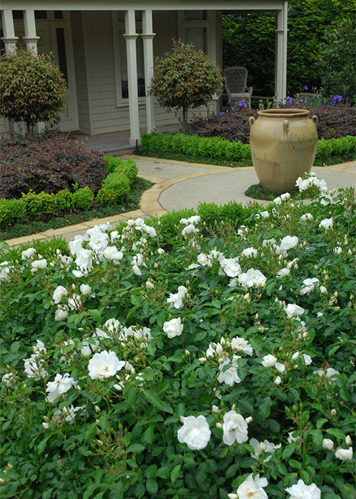 white groundcover roses massed in front of a house