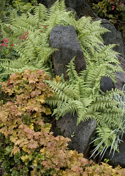 ghost fern and coral bells growing around large rocks