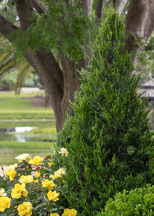 green columnar juniper tree with yellow roses