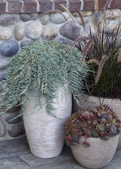 icee blue juniper in container with two other containers containing succulents and grasses