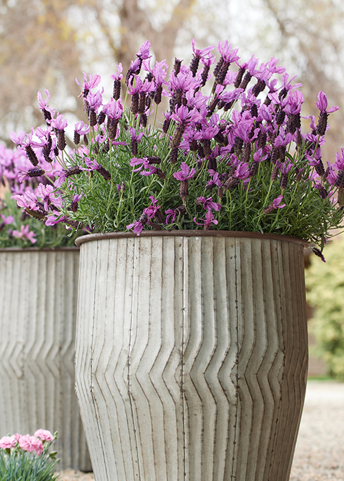 purple javelin forte lavender flowers in a container