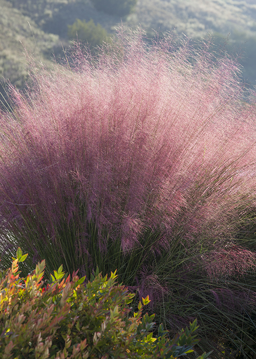 Decorative Grasses That Grow in Shade: A Comprehensive Guide