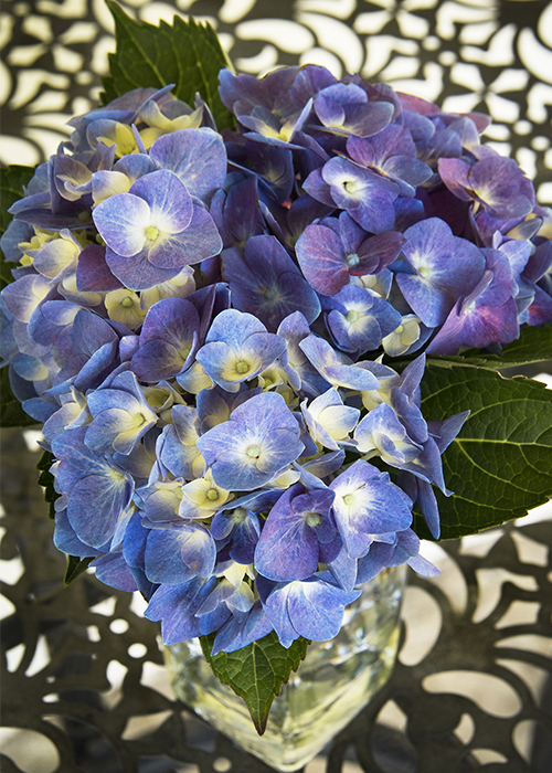 blue cape cod hydrangeas in vase