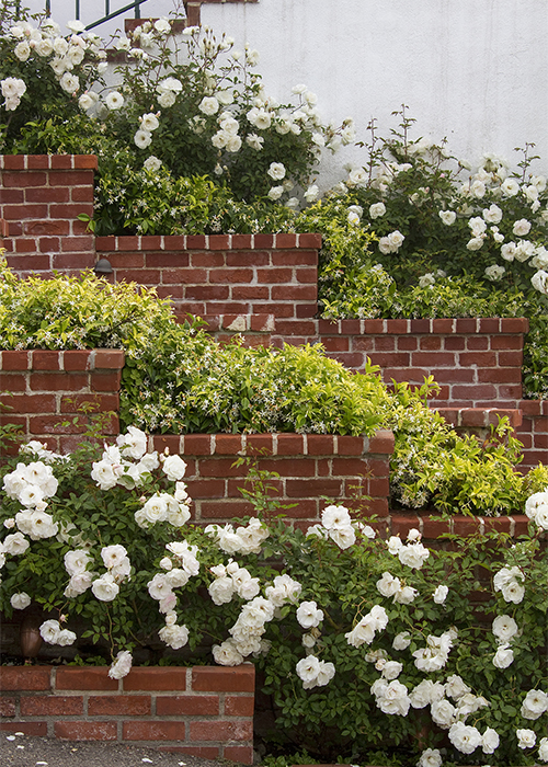 white iceburg shrub rose growing on ourdoor terrace