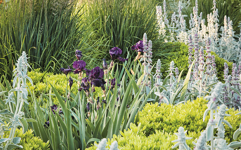 lambs ear and iris in a low maintenance front yard