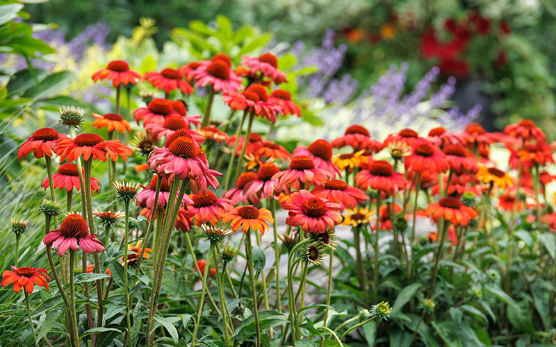 red coneflowers in border with lavender flowers in background
