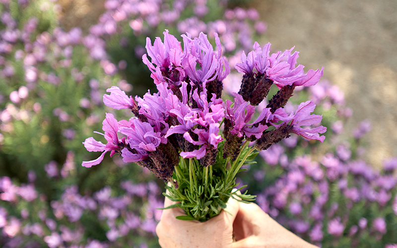 purple spanish lavender in bouquet in hands