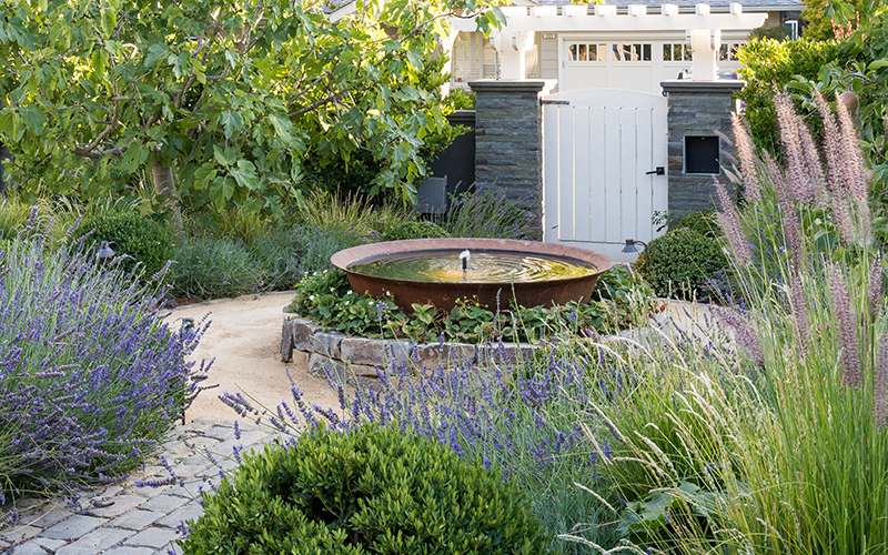 lavender plants grow around a fountain in a landscape