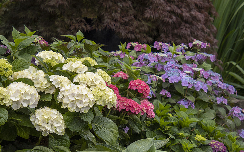 seaside serenade hydrangeas in a border