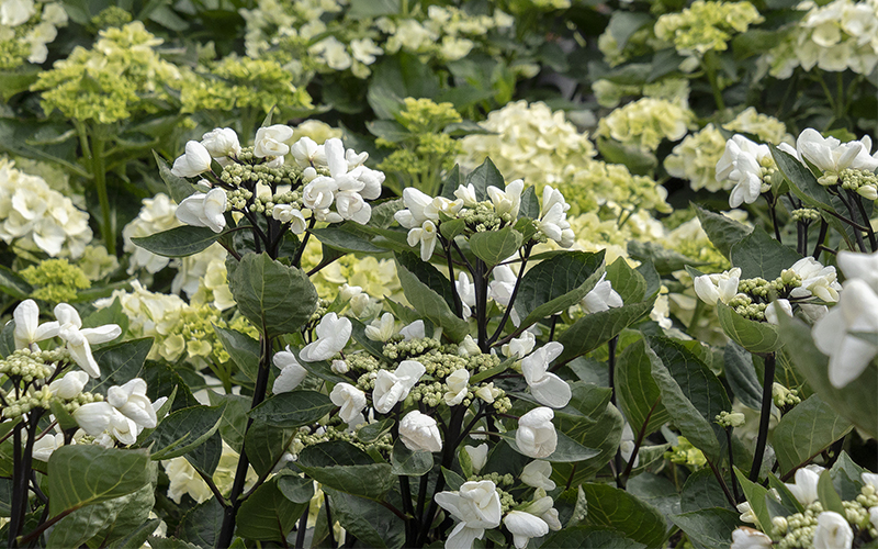 glacier bay lacecap hydrangea with black stems