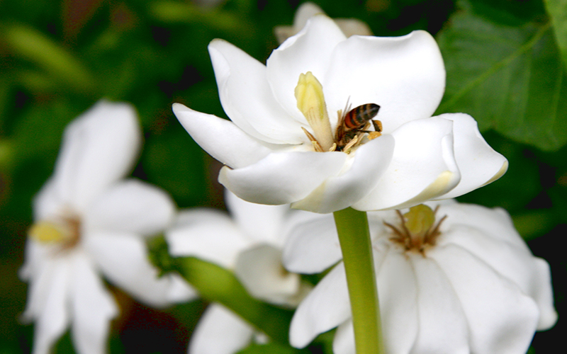 white gardenia flowers with bee