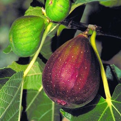 brown turkey fig close up