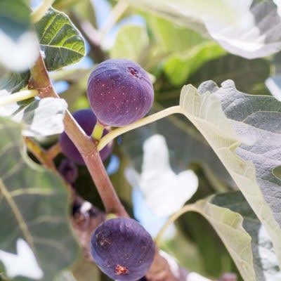 celestial fig closeup